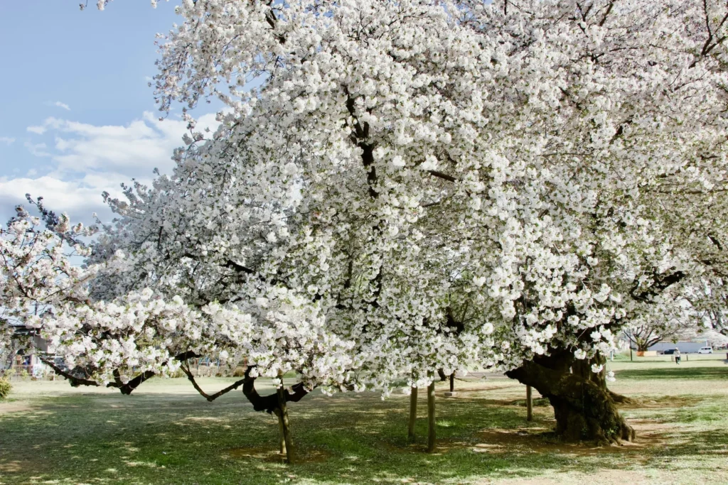 Séjour dans les Vosges cerisier en fleur