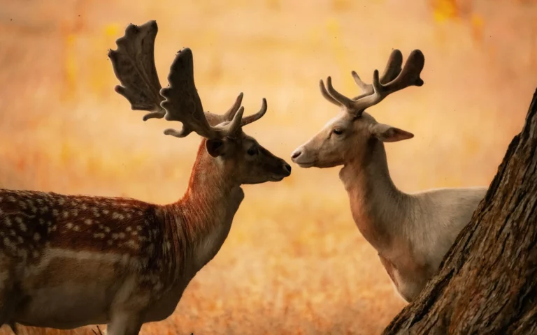 un daim et une biche