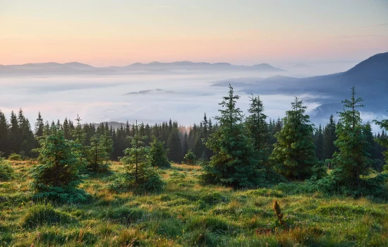 landscape Vosges